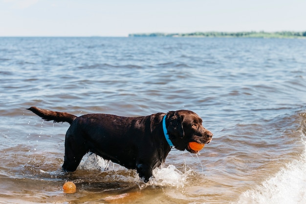 Free photo black dog having fun at the beach