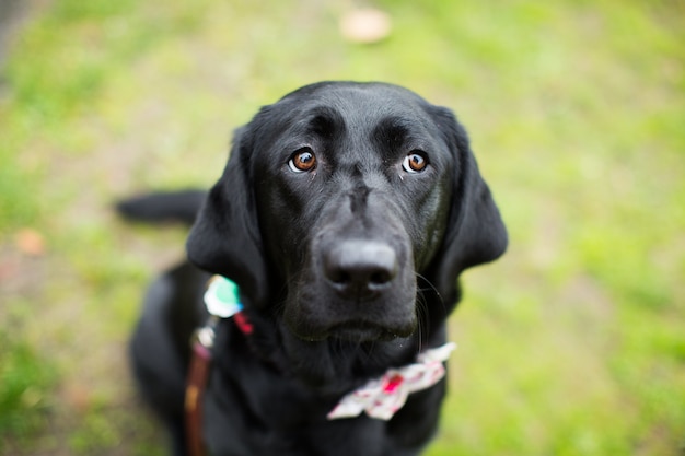 black dog in a park with a blurred background