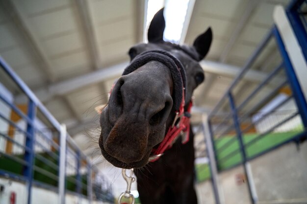 Black equestrian horse secured in a stable