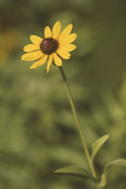 Black-eyed Susan in a garden surrounded by greenery under sunlight with a blurry background