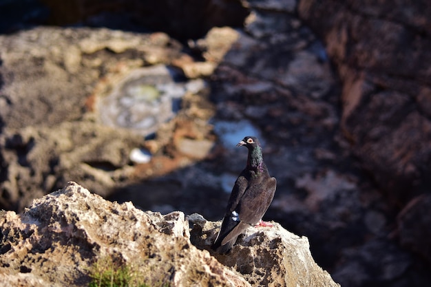 Free Photo black feral pigeon on the cliffs in malta