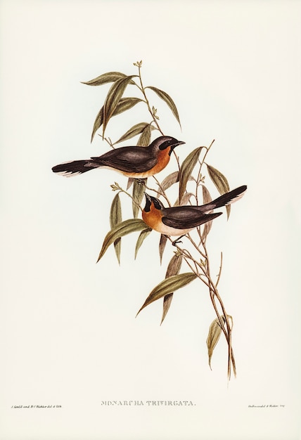 Black-fronted Flycatcher (Monarcha trivirgata) illustrated by Elizabeth Gould 