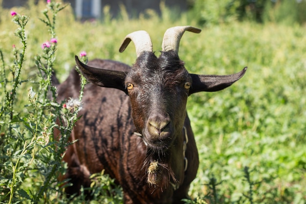 Free Photo black goat in nature countryside