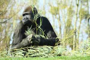 Free photo black gorilla with a branch of a plant in its hands surrounded by trees