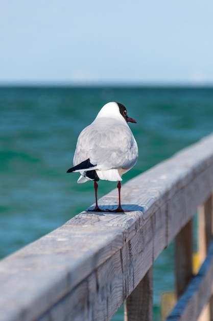 Free photo black-headed seagull walking on a wooden handrail