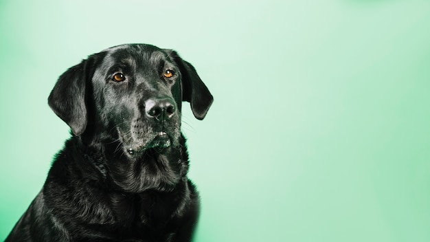 Black labrador on green background