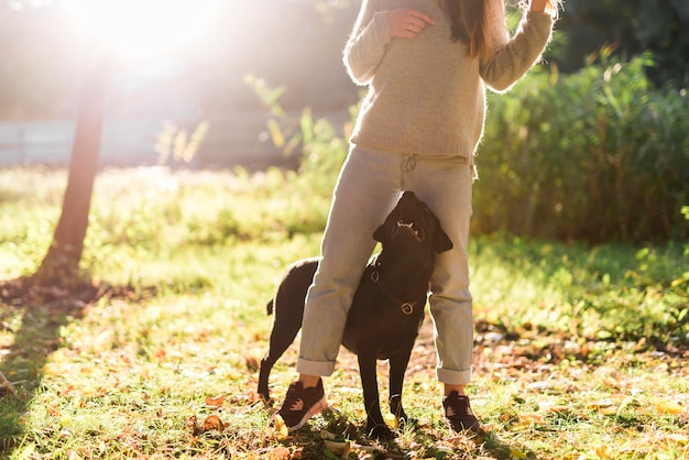 Free photo black labrador looking at his pet owner in park