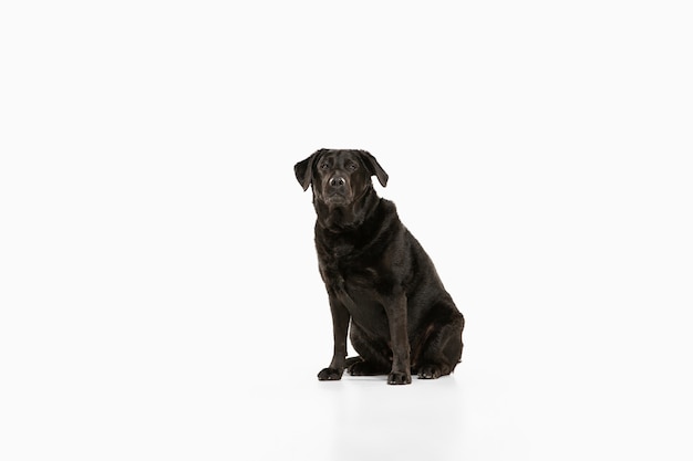 Free Photo black labrador retriever having fun. cute playful dog or purebred pet looks playful and cute isolated on white