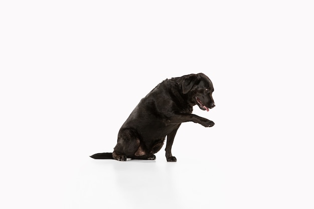 Black labrador retriever having fun. Cute playful dog or purebred pet looks playful and cute isolated on white