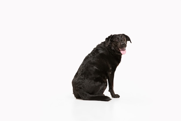 Black labrador retriever having fun