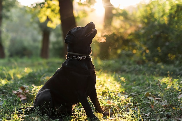 Black labrador retriever sitting in green forest at morning