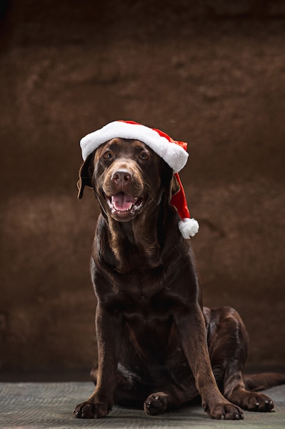 Free photo the black labrador retriever sitting with gifts on christmas santa hat