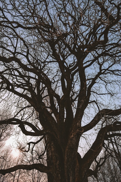 Free photo black leafless tree