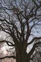 Free photo black leafless tree