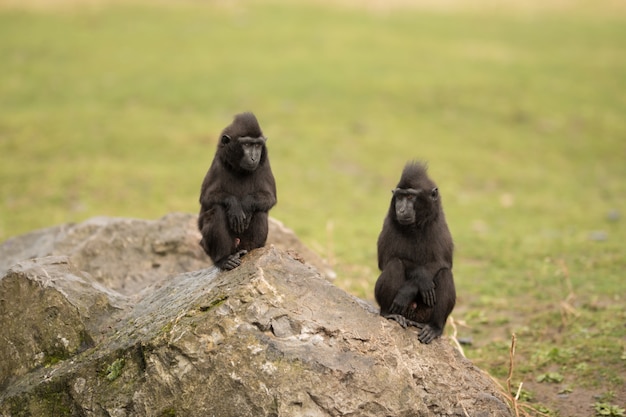 Free photo black macaque monkeys sitting on a huge rock with crossed hands in a bush field