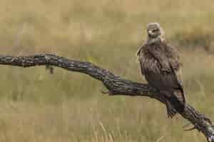 Free photo black milano perched on a tree branch on a blurred background - milvus migrans