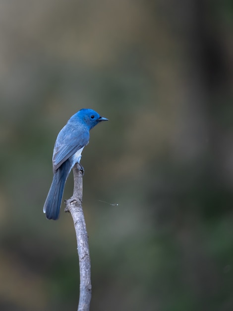 Free photo black naped monarch, hypothymis azurea