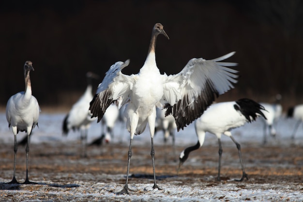 Free photo black-necked crane landing on the ground covered in the snow