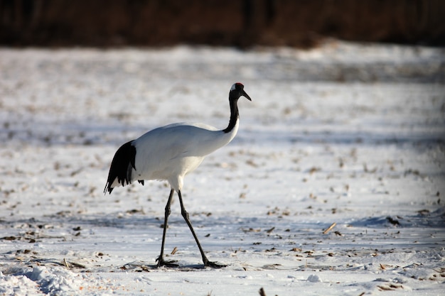 Free Photo black-necked crane standing on the ground covered in the snow under the sunlight in hokkaido, japan