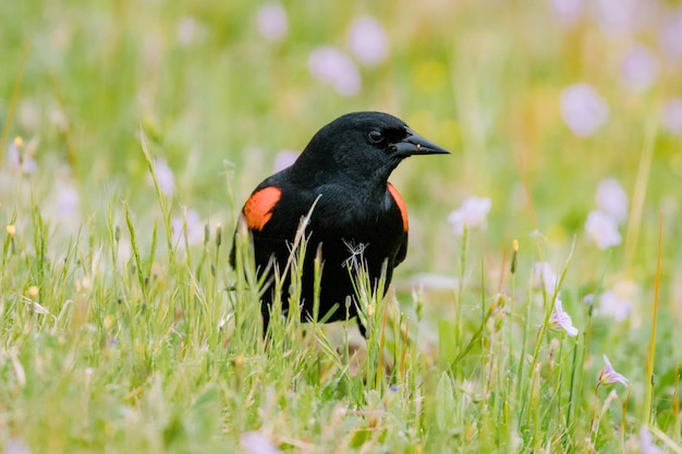 Free photo black and orange bird on green grass during daytime