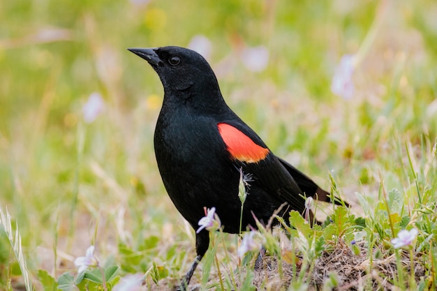 Free photo black and orange bird on green grass during daytime