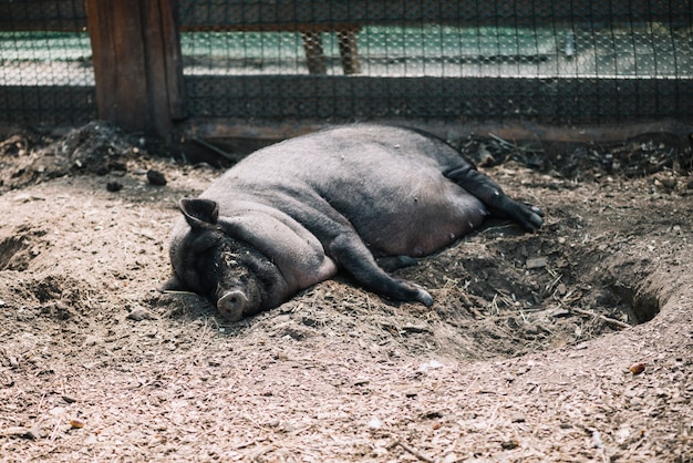 Black pig lying on the soil in the farm