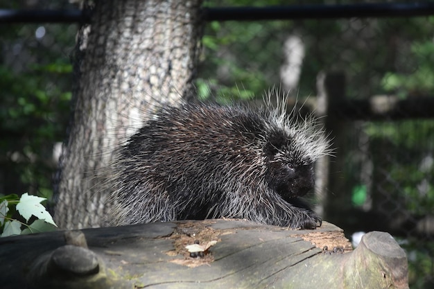 Black porcupine with white tipped prickly quills