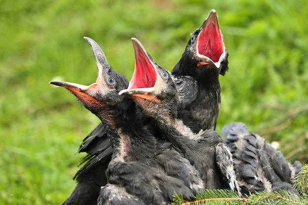 Free photo black raven in the nature habitat