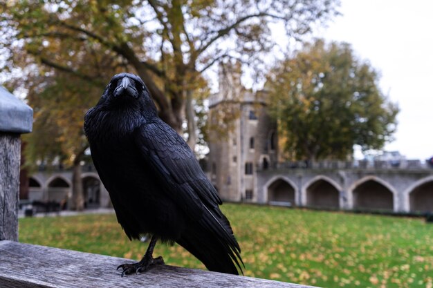 Black raven sitting on a piece of metal behind a building