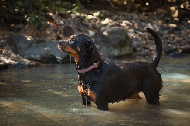 Free Photo black rottweiler in a lake surrounded by greenery under sunlight with a blurry background