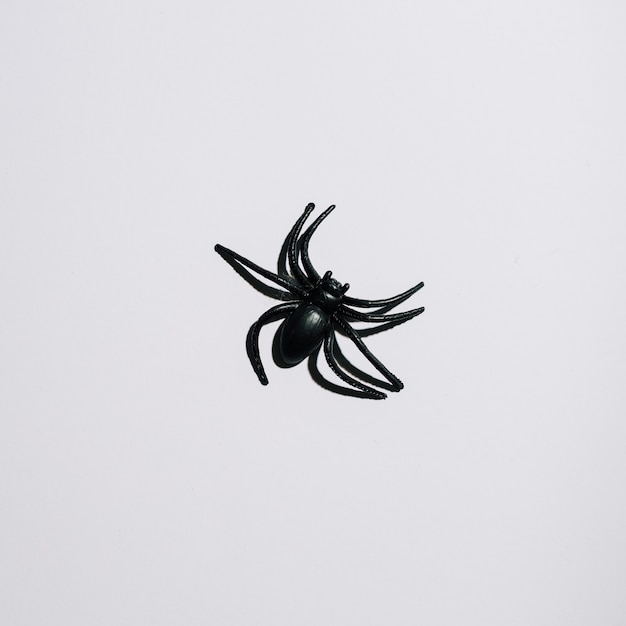 Free Photo black spider laid in middle