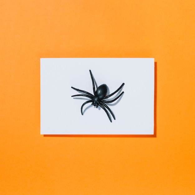 Free photo black spider on piece of white paper