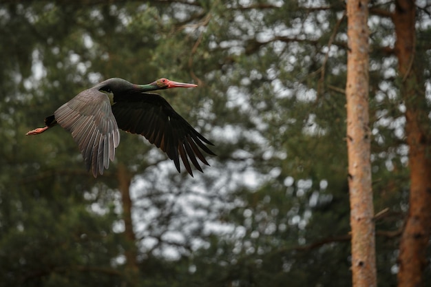 Free photo black stork in the dark of the european forest