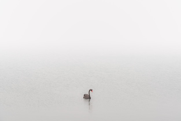 Free Photo black swan in bushfire smoke st helens, tasmania