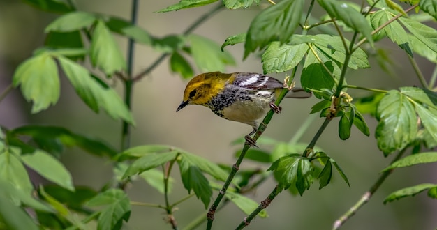 Free photo black-throated green warbler (setophaga virens)