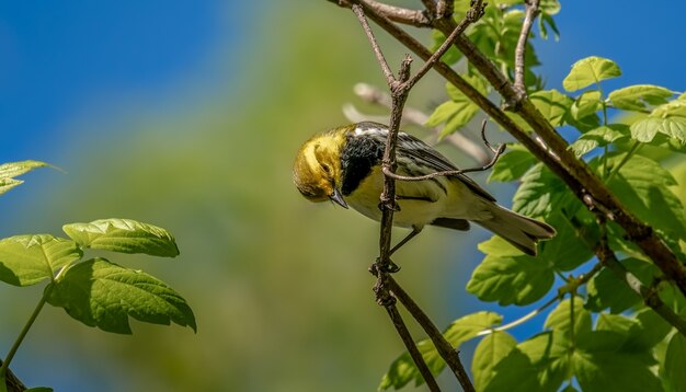 Black-throated Green warbler (Setophaga virens)