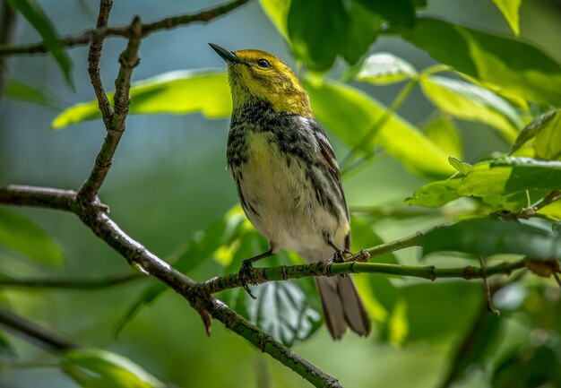 Black-throated Green warbler (Setophaga virens)