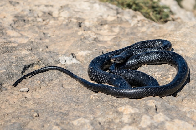 Black western whip snake basking in the sun on a rocky cliff in Malta