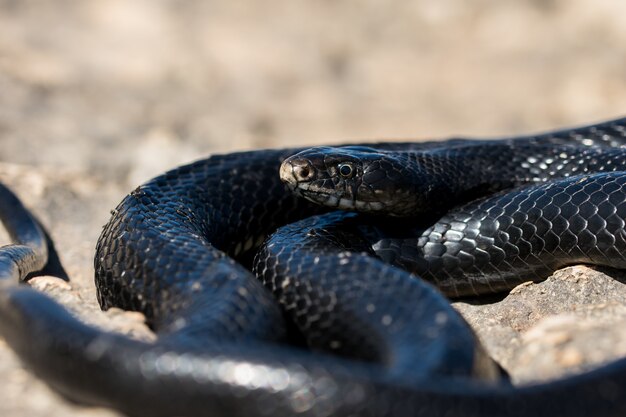 Black western whip snake basking in the sun on a rocky cliff in Malta