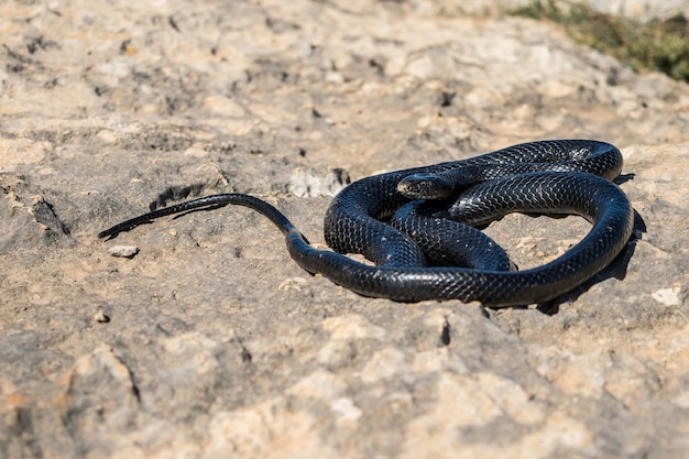 Free photo black western whip snake, hierophis viridiflavus, basking in the sun on a rocky cliff in malta