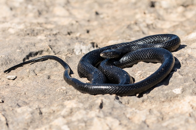 Free photo black western whip snake, hierophis viridiflavus, basking in the sun on a rocky cliff in malta