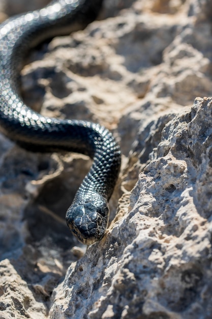 Free photo black western whip snake, hierophis viridiflavus, slithering on rocks and dry vegetation in malta