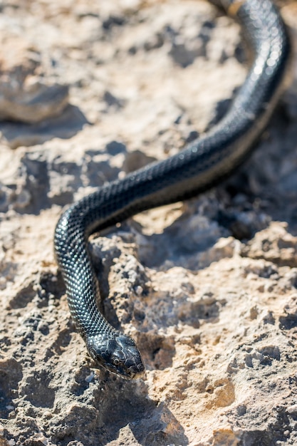 Free photo black western whip snake slithering on rocks and dry vegetation in malta