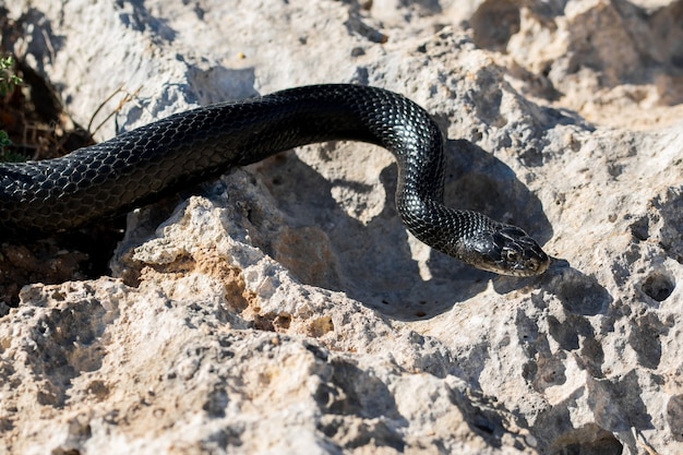 Black western whip snake slithering on rocks and dry vegetation