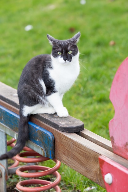 Free photo a black and white cat sitting on seesaw on a playground