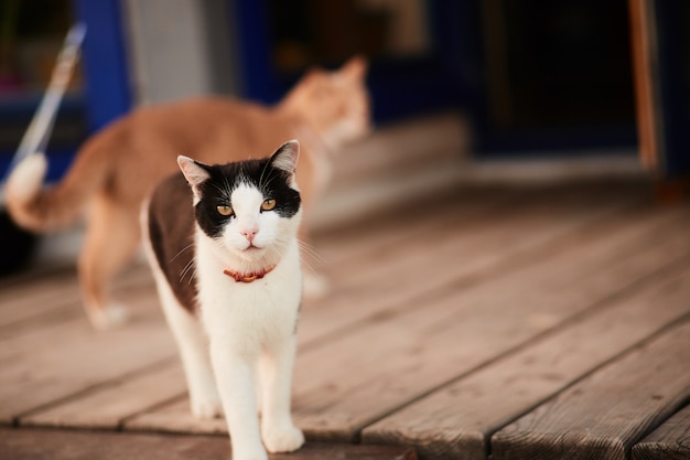 Free Photo black and white cat stands on the wooden porch of a country house