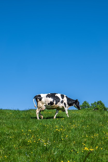 Free Photo black and white cow grazing on the pasture during daytime