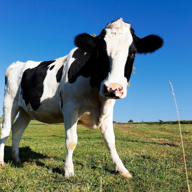 Black and white cow on green grass with blue sky