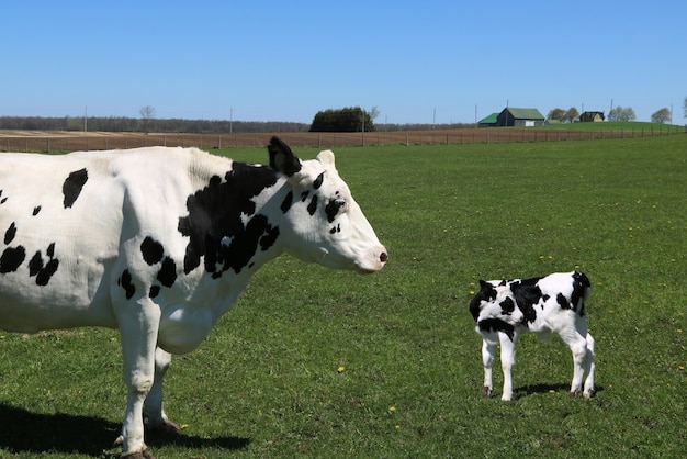 Free photo black and white cow standing in the field with its calf