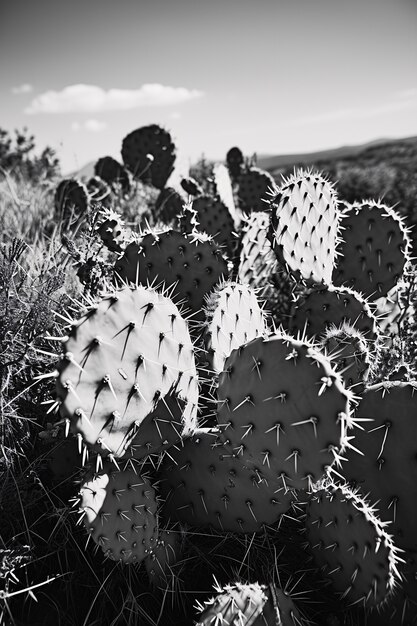 Black and white desert cacti